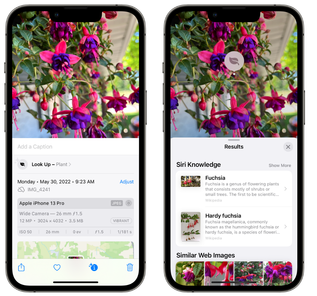 蓬莱镇苹果手机维修分享小技巧：使用 iPhone 相机识别花卉植物 